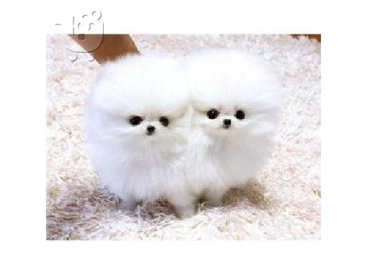 PoulaTo: όμορφα Pomeranian Puppies προς πώληση